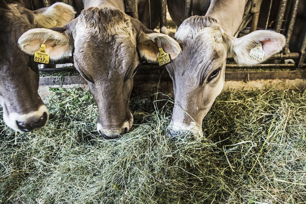 S'Landhaus Neustift im Stubaital Eksteriør billede